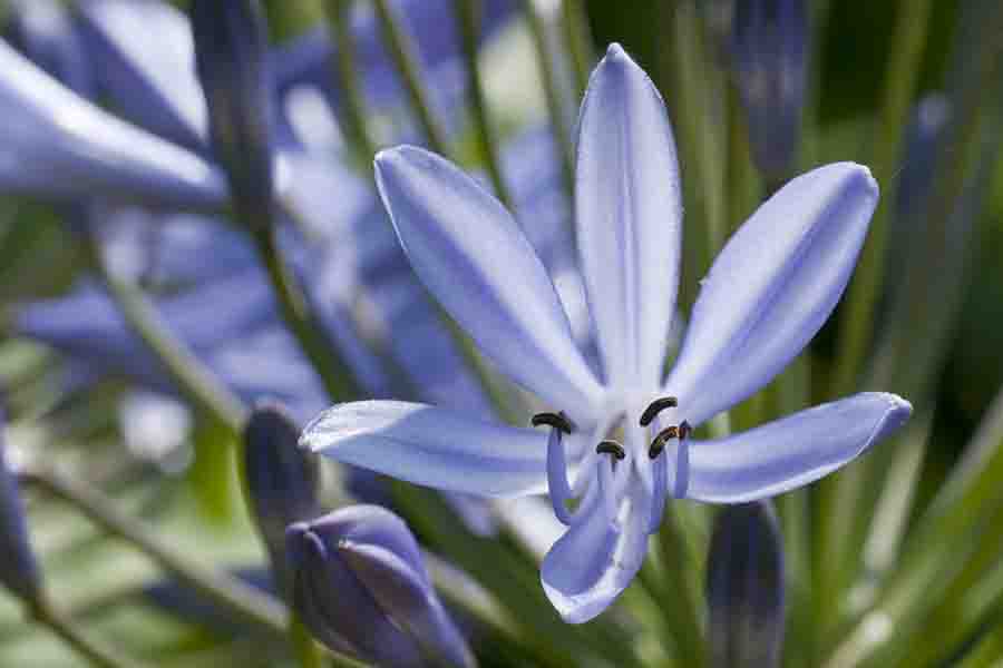 Flores ornamentales de allium azul a contraluz