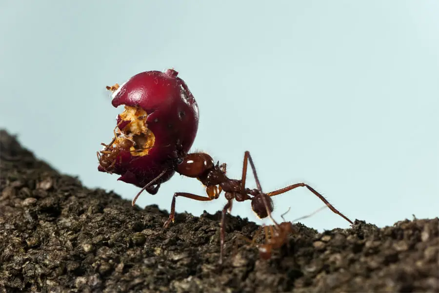 hormiga cargando comida grande