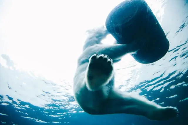 oso polar en el agua