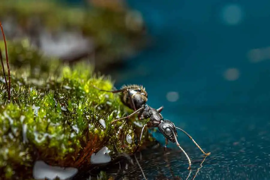 hormiga bebiendo agua