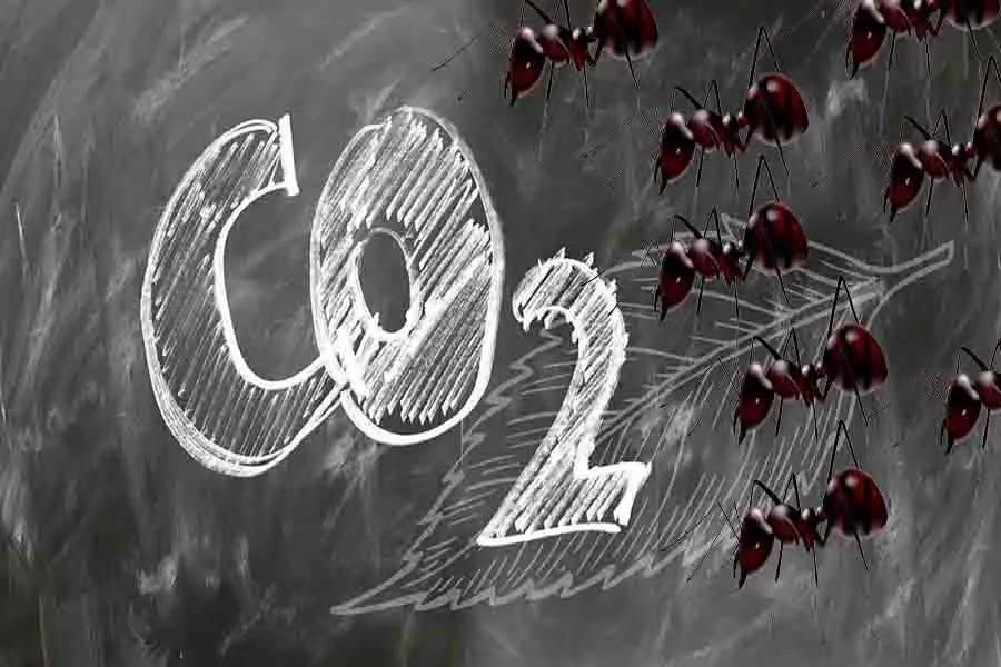 dióxido de carbono y hormigas