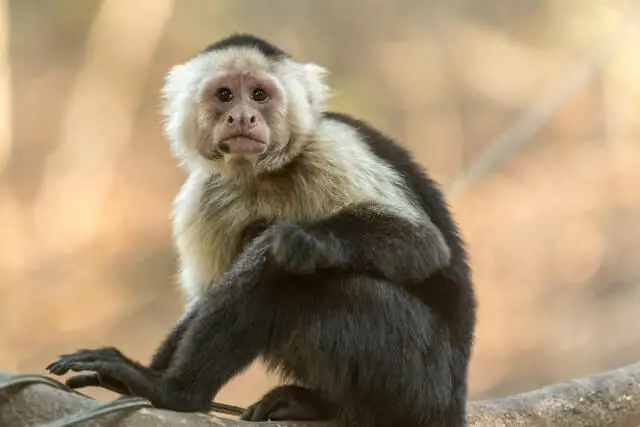 Lindo mono capuchino sentado