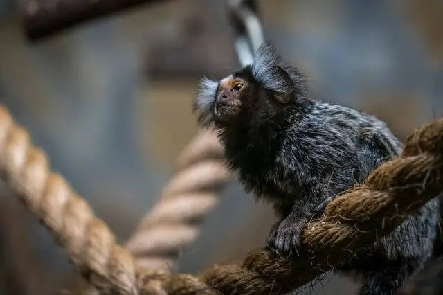 Mono tití común sosteniendo una cuerda