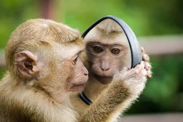 Mono macaco mirándose en el espejo