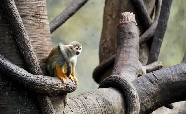 Lindo mono ardilla sentado en un árbol