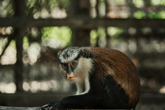Lindo mono guenon sentado