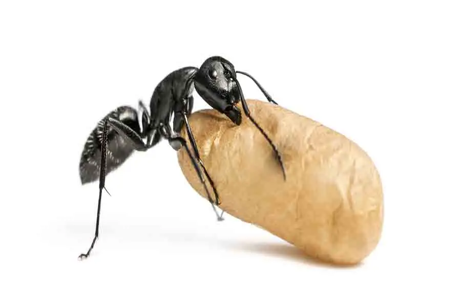 hormiga carpintera cargando huevo