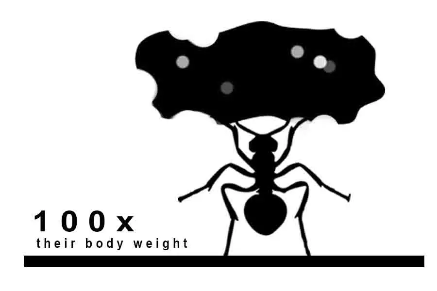 fuerza de la hormiga quimera