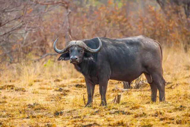 búfalo del cabo en un campo amarillo
