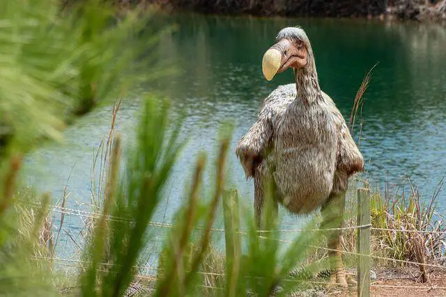 pájaro dodo parado cerca del agua