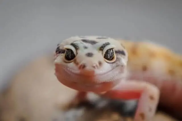 bebé gecko con manchas negras
