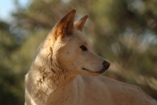 foto de primer plano de un dingo marrón