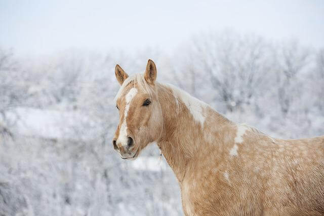 caballo palomino en un día de nieve
