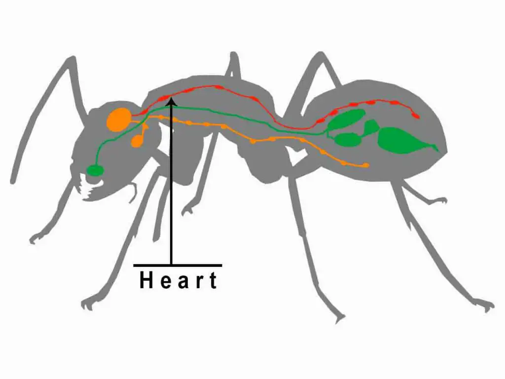 corazón de hormiga