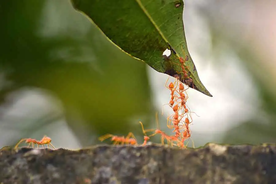 hormigas ayudándose unas a otras