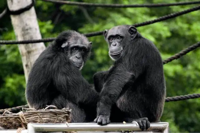 Dos chimpancés descansando 