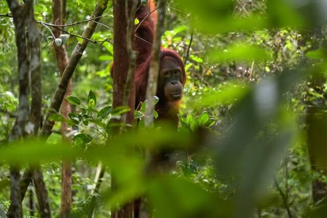 Orangután rodeado de vegetación