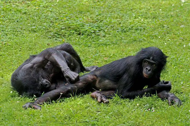 Dos bonobos tirados en el suelo