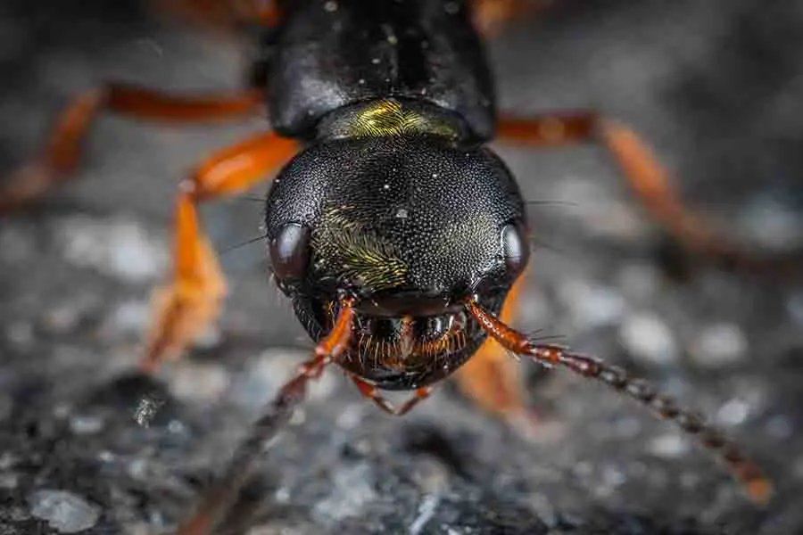 cabeza de hormiga negra
