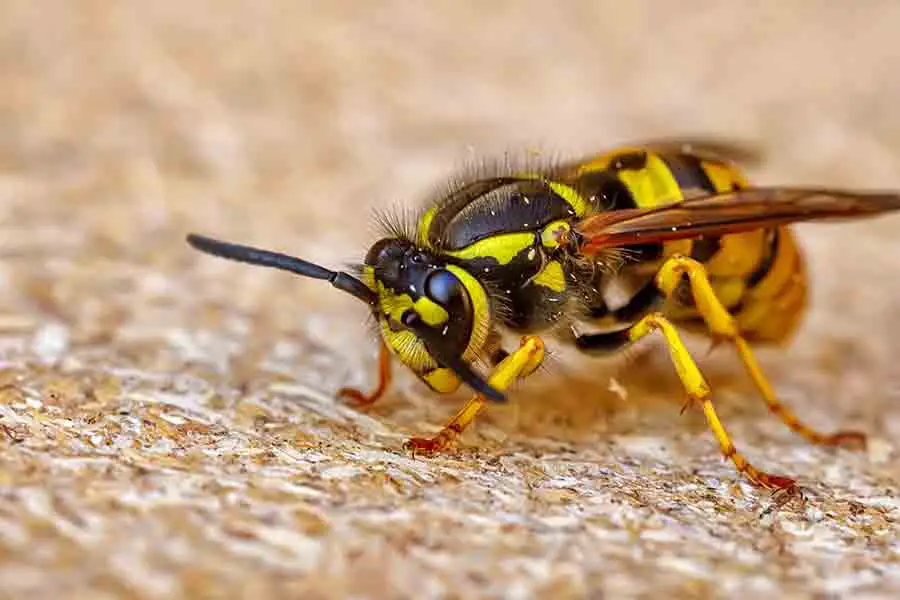 picadura de abeja