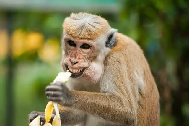 mono macaco sonriendo y comiendo un plátano
