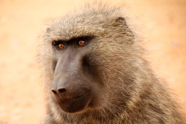 foto de primer plano de un babuino marrón