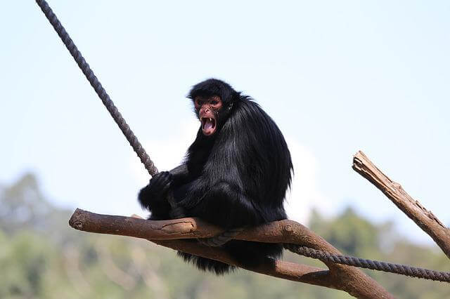 mono araña negro sentado en una rama de árbol