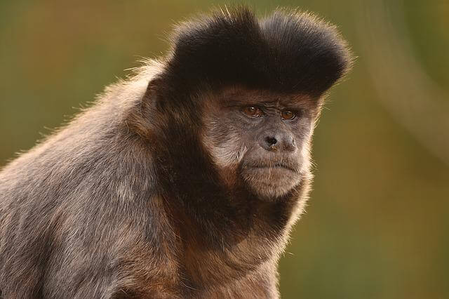 mono capuchino de pelo largo y negro
