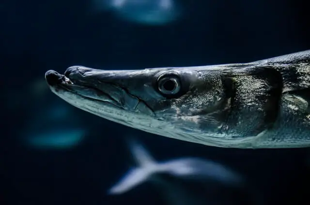foto en primer plano de una gran barracuda en el agua