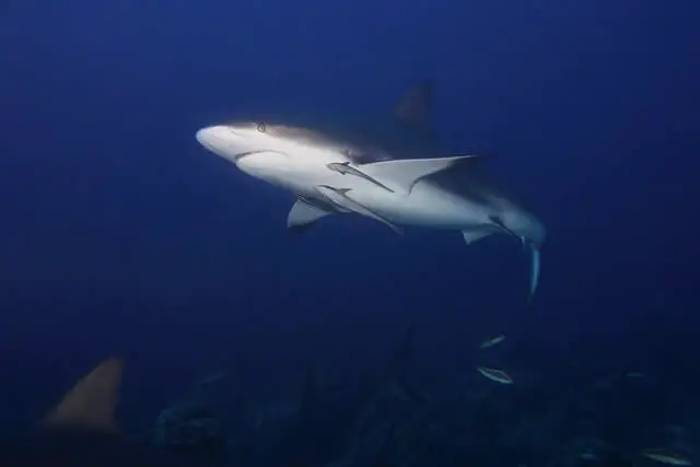tiburón toro en el agua azul profundo