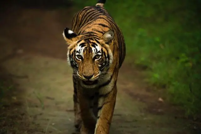 tigre de bengala en el parque nacional