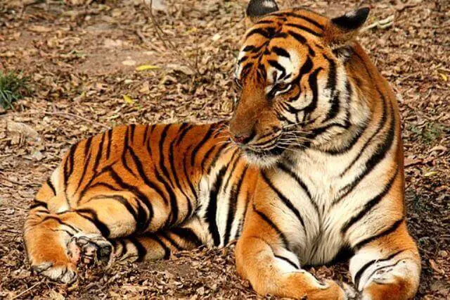 Tigre del sur de China descansando en el suelo