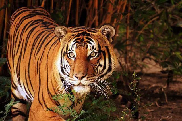 foto en primer plano del tigre malayo en la naturaleza