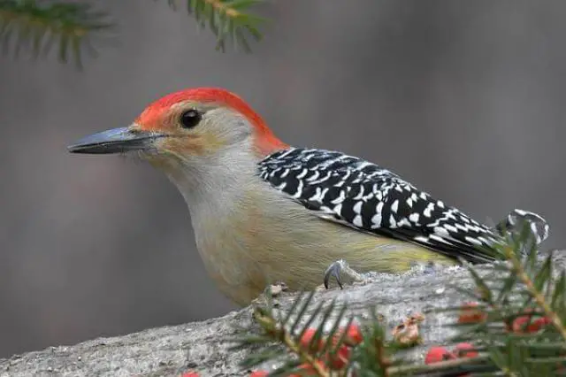 Pájaro carpintero de vientre rojo sentado en un pino