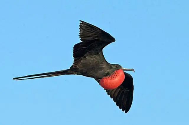 Magnífico Frigadebird volando