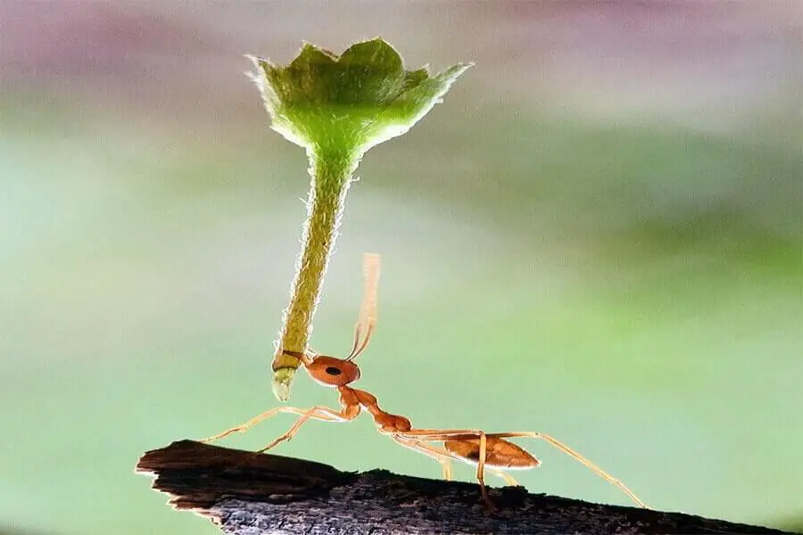 las hormigas usan su comida para comer y alimentar a sus larvas