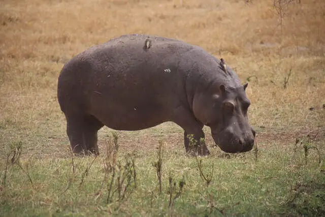 hipopótamos adultos alimentándose en un campo