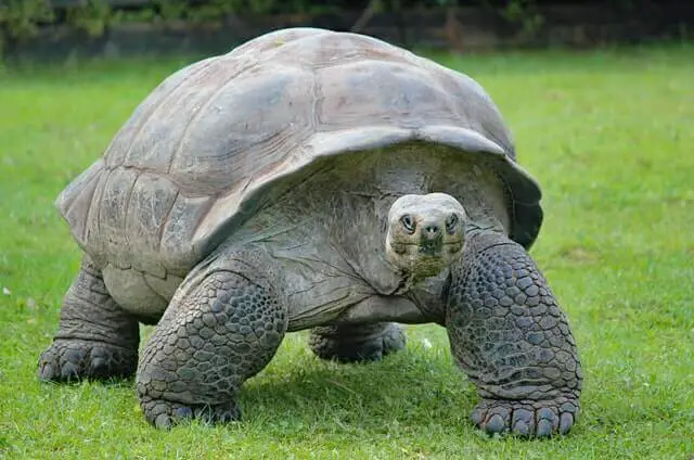 tortuga grande caminando sobre una hierba