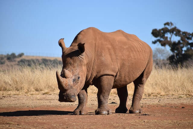 gran rinoceronte de pie en campo marrón