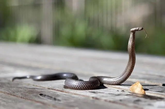 serpiente en el suelo