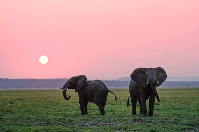 dos elefantes en un hermoso campo