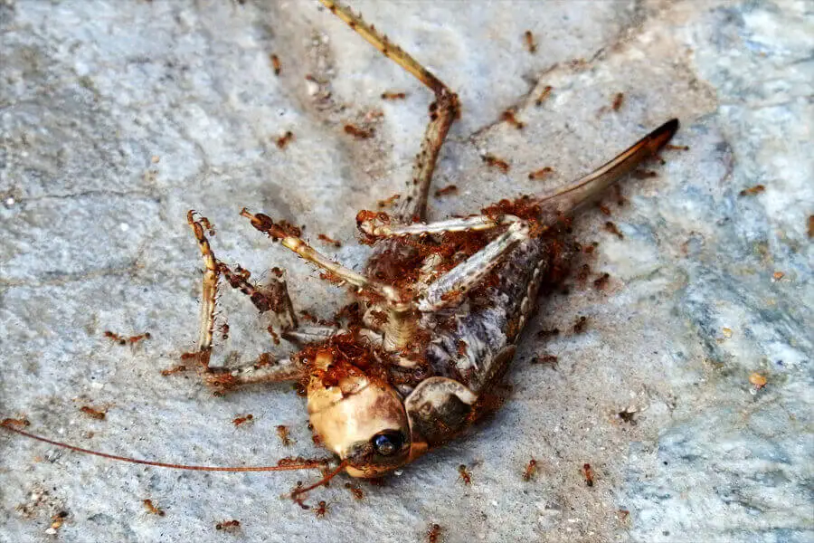 el componente exterior de los insectos se destruye es una desventaja del exoesqueleto