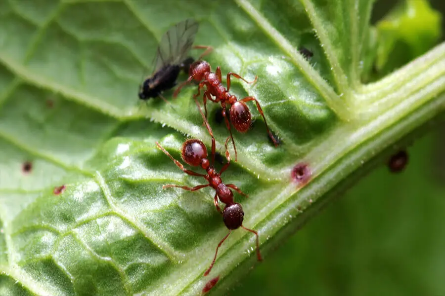 Fuerza de las hormigas