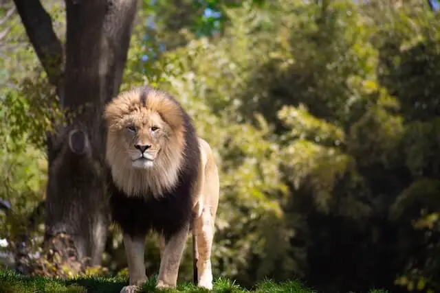 león macho grande en la naturaleza