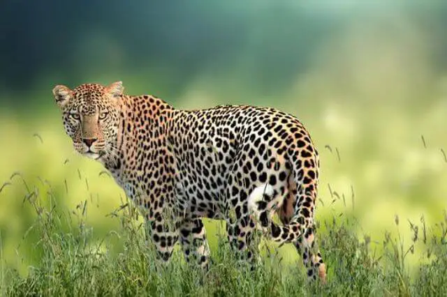 leopardo en un hermoso campo