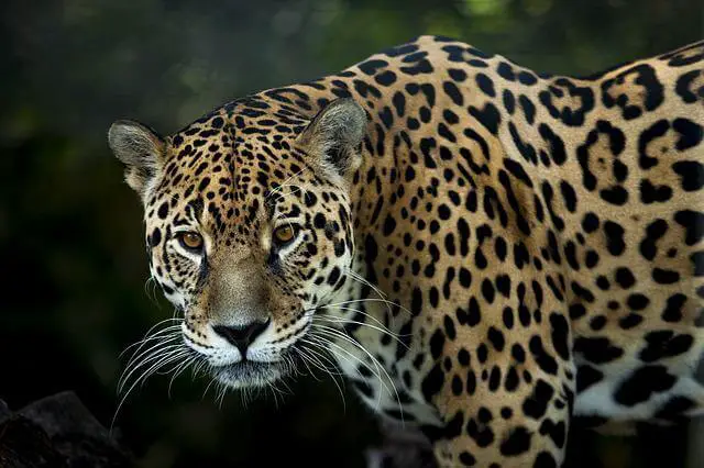 foto de primer plano de un leopardo