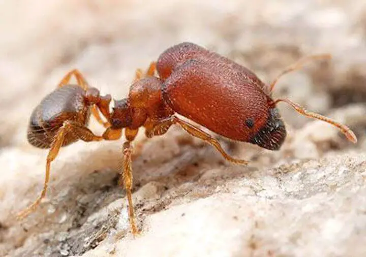 hormiga cabezona