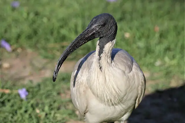 foto en primer plano de un ibis blanco australiano