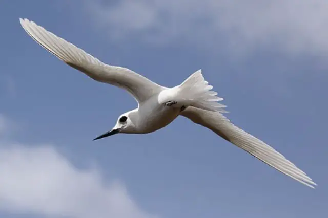 golondrina de mar blanca volando