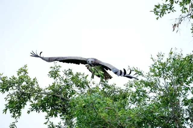 águila marcial aspirando cerca de los árboles